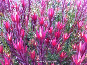 Leucadendron salignum x laureolum 'Safari Sunset' - detail 1